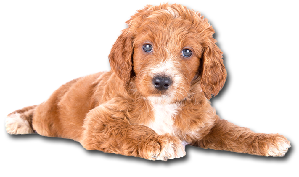 Image of a Goldendoodle puppy.