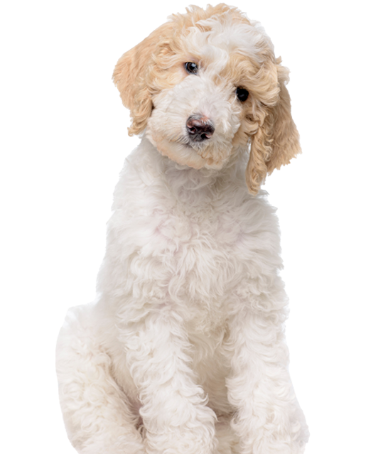 A white goldendoodle with cream colored ears. Lakeshore Doodles, Rochester, NY.