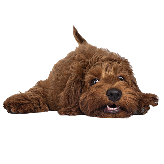 Goldendoodle dog laying flat. Customer Information for Lakeshore Doodles.