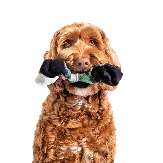 Goldendoodle dog with sox in mouth.