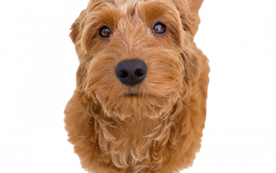 Litterbox Training Your Goldendoodle