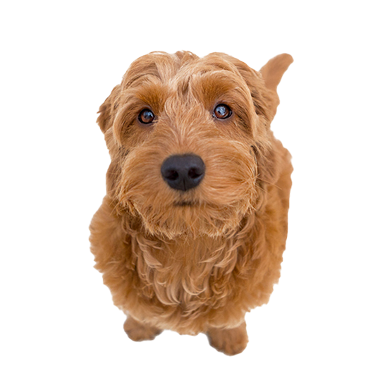 Goldendoodle dog looking up.