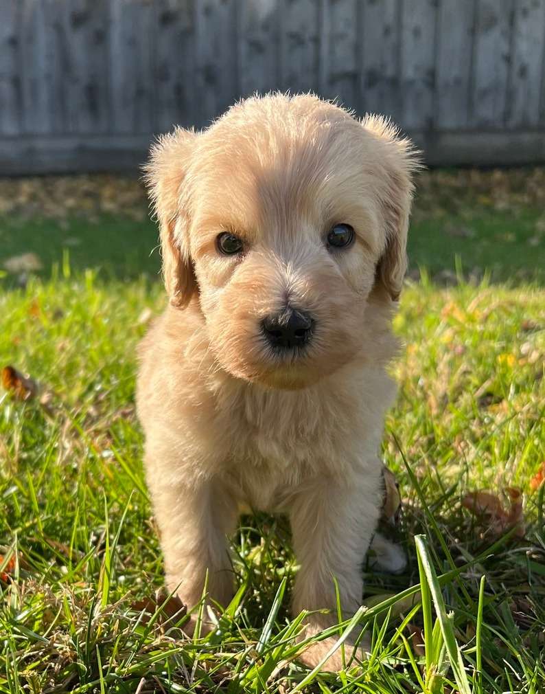 Goldendoodle Puppy from Lakeshore Doodles of New York.