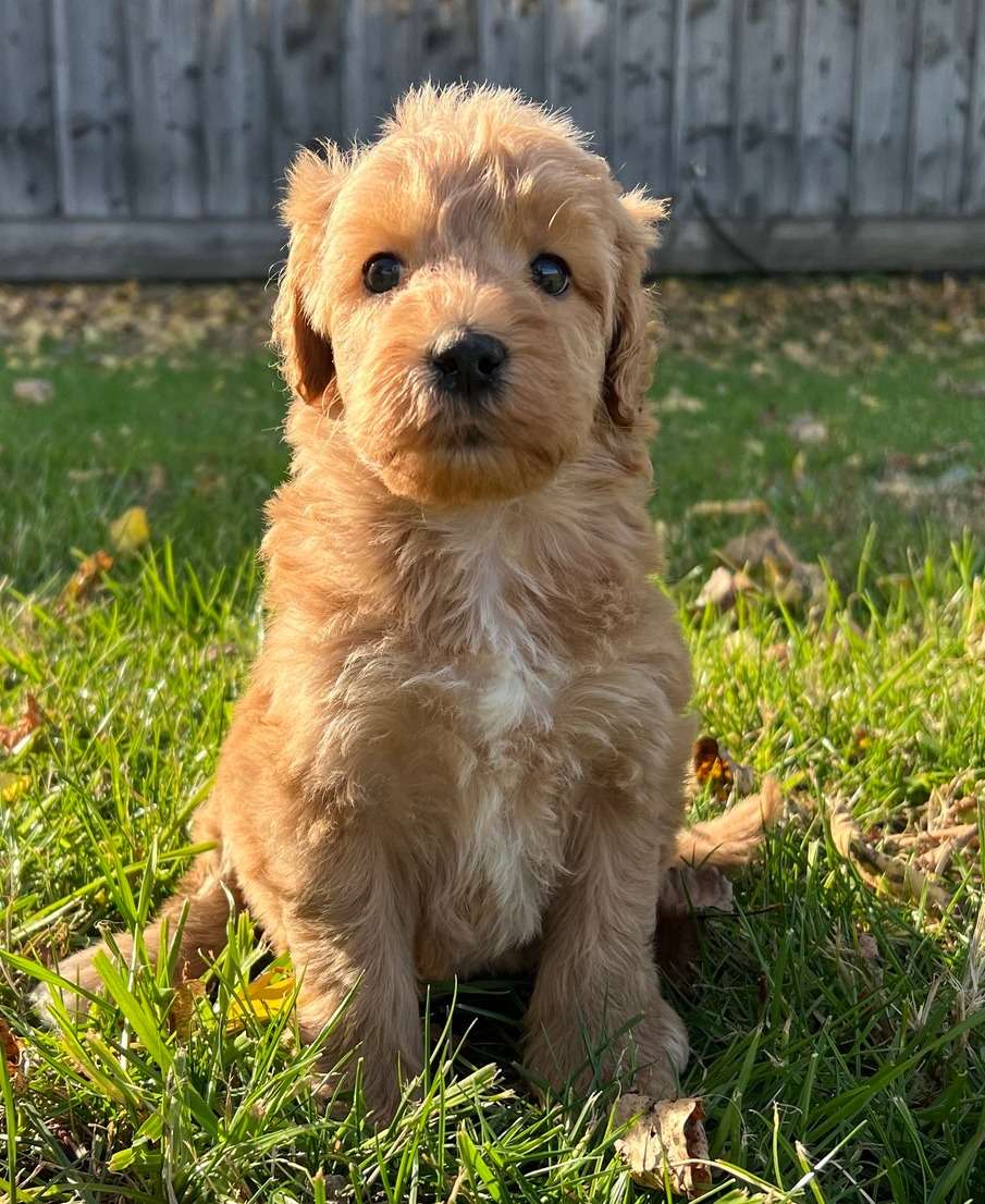 Goldendoodle Puppy.