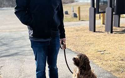 Goldendoodle Training