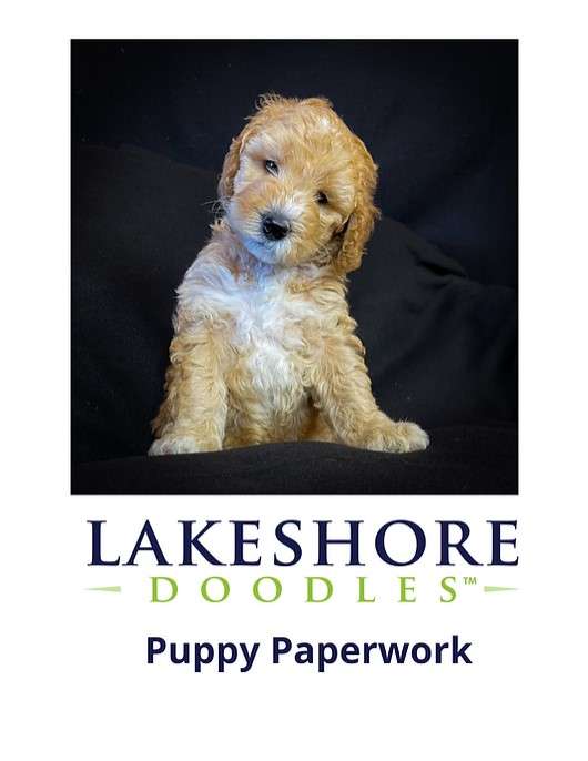 Puppy Paperwork cover image.