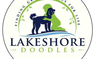 Lakeshore Doodles: A Safe and Quality Goldendoodle Breeder