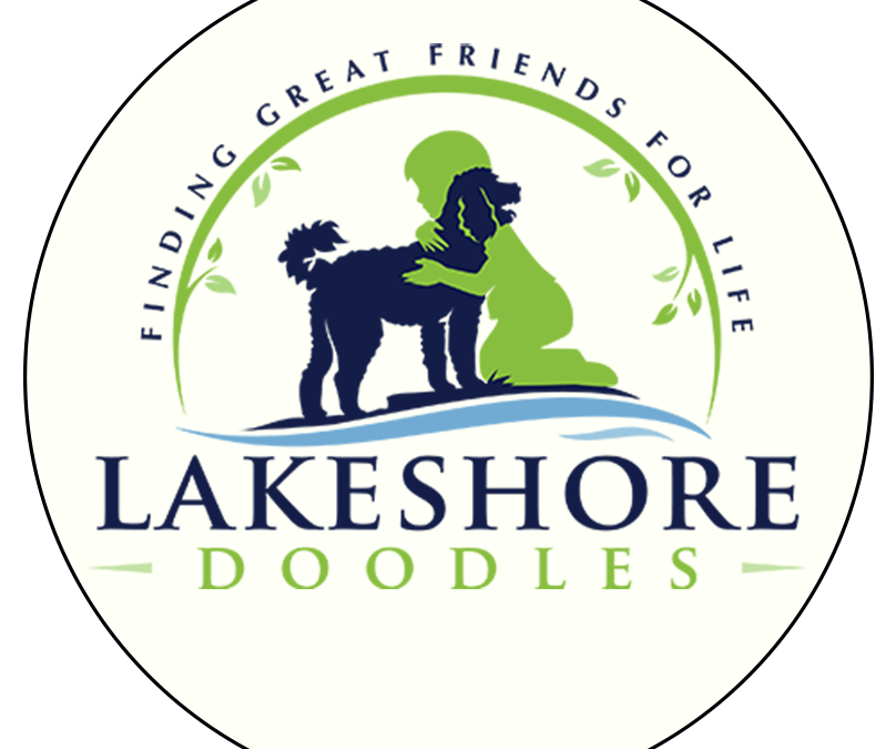 Lakeshore Doodles: A Safe and Quality Goldendoodle Breeder