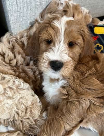 A Goldendoodle puppy at Lakeshore Doodles Puppy Picking Day. Lakeshore Doodles nationwide United States goldendoodle breeder.