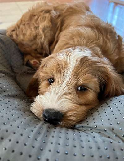 A goldendoodle Puppy.