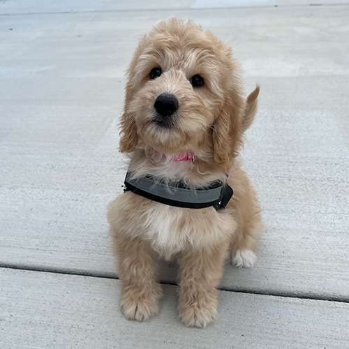 Female Mini Multigen Goldendoodle