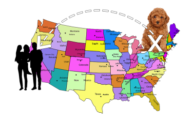 Shipping Your Goldendoodle