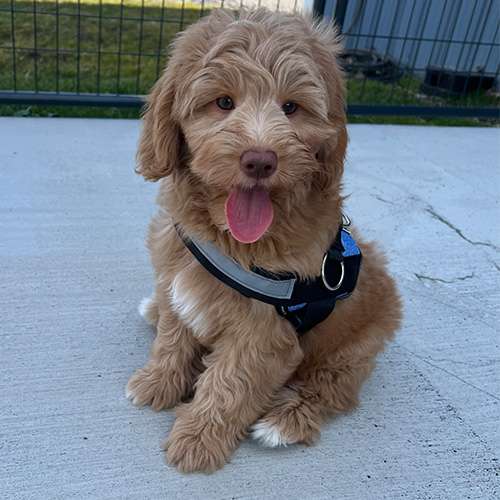 Female Mini Multigen Goldendoodle