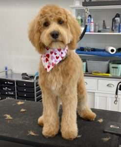 Sherri Andrews goldendoodle dog.