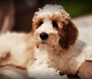 Tricia Eisel-Miles's Goldendoodle.