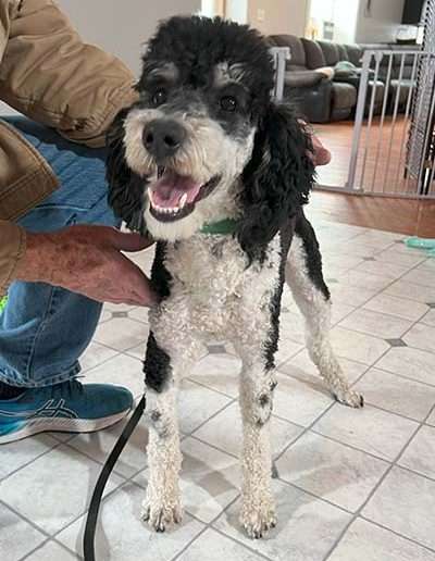 Cody: Moyen poodle, Male, 2 years old.