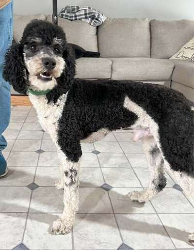 Cody: Moyen poodle, Male, 2 years old.