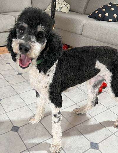 Cody: Moyen poodle, Male, 2 years old.