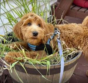 Lorie McDermott's Goldendoodle from Lakeshore Doodles New York.