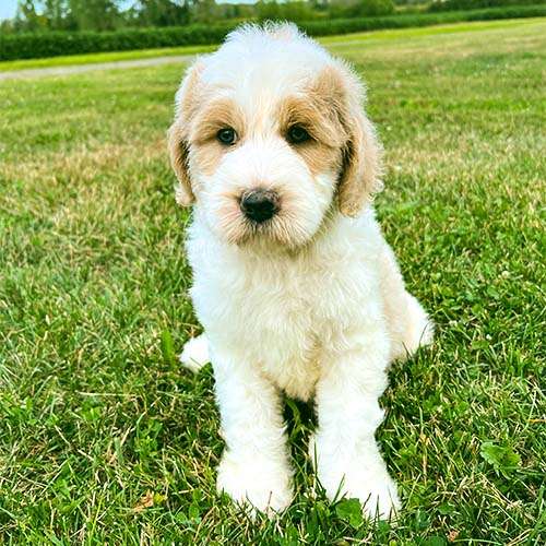 white Goldendoodle puppy.