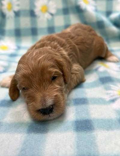 Male Mini Multigen Goldendoodle Puppy.