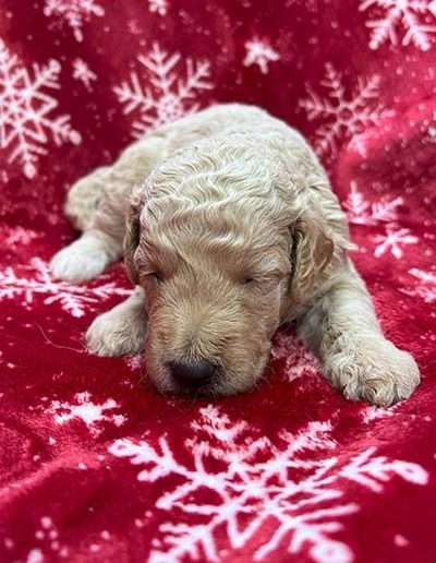 Male Mini F1b Goldendoodle Puppy.