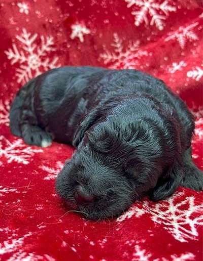 Male Mini F1b Goldendoodle Puppy.