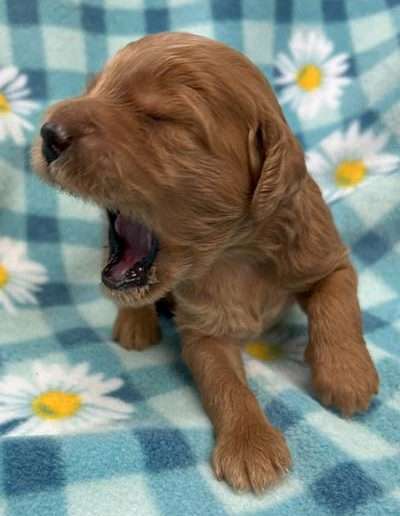 Male Mini Multigen Goldendoodle Puppy.