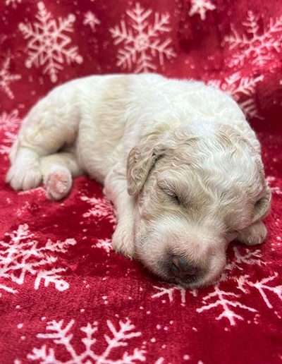 Female Mini F1b Goldendoodle Puppy.