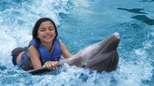 Dolphin Interaction Ocho rios Jamaica