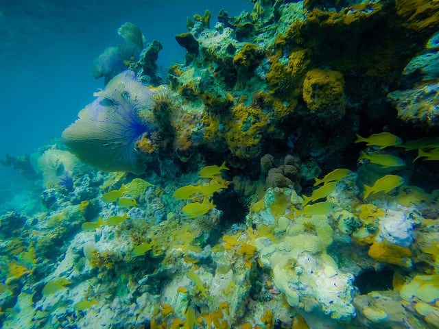 snorkeling in Ocho Rios